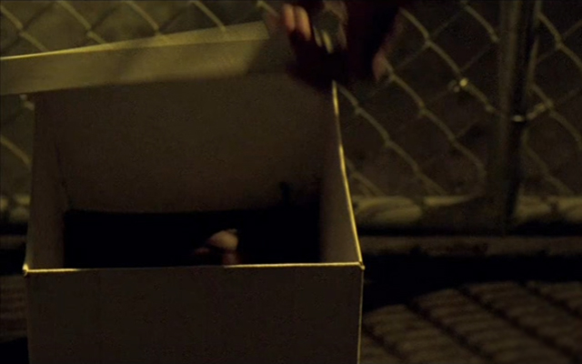 20-Things-You-Probably-Never-Knew-About-Prison-Break-Fox-Sara-Head-In-Box