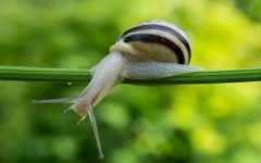 Some snails shoot a one-centimeter-long dart into their partners (Photo: Olga Grygorashyk/Shutterstock)