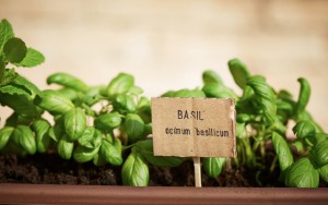 Above: Learn how to grow an urban herb garden (Photo: Shutterstock/martiapunts)
