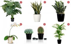 Above: 6 of our favourite low-maintenance house plants