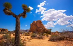 Above: A typical view of Joshua Tree National Park