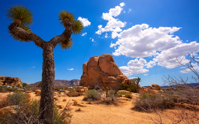 Above: A typical view of Joshua Tree National Park