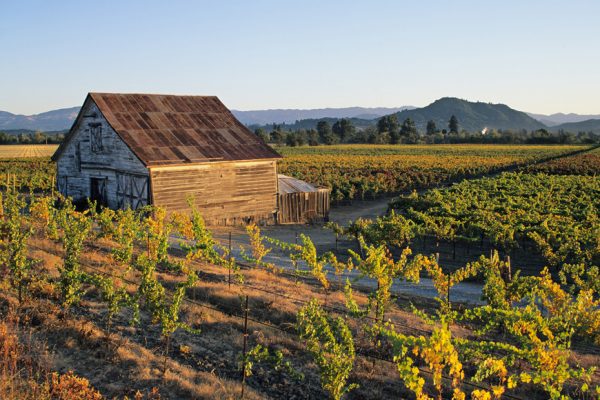 Above: A farmhouse surrounded by the vineyards of Dry Creek Valley